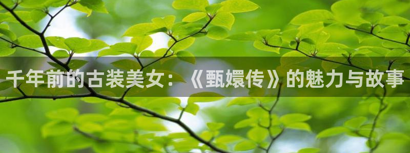 窝窝电视剧正版免费观看
