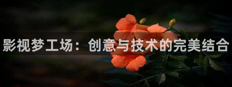 窝窝电影手机版在线